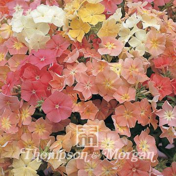 Phlox drummondii Phlox Of Sheep (zaad) - Eenjarige vlambloem