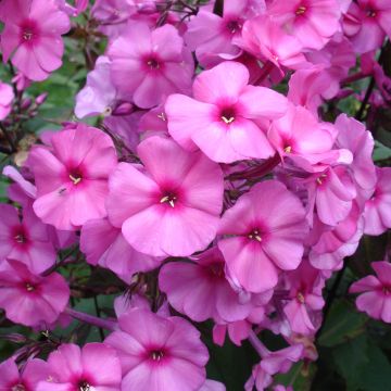Phlox paniculata Amethyst - Vlambloem