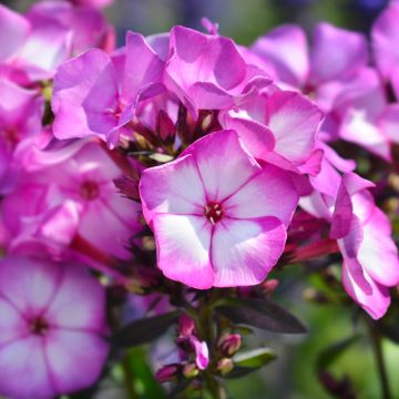 Phlox paniculata Amethyst - Vlambloem