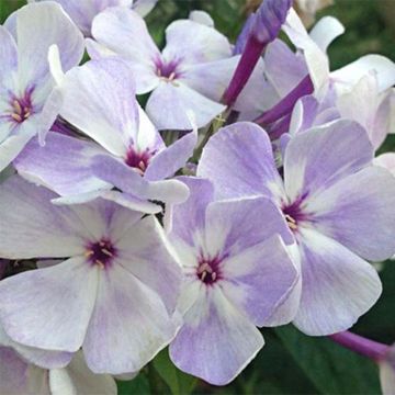 Phlox paniculata Blue Flame - Vlambloem