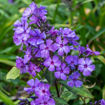 Phlox paniculata Blue Paradise - Vlambloem