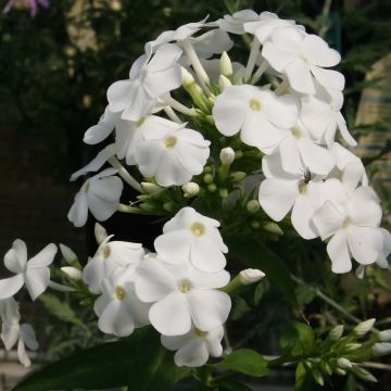 Phlox paniculata David - Vlambloem