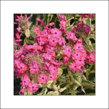 Phlox paniculata Elisabeth - Vlambloem