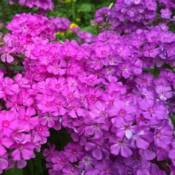 Phlox paniculata Famous Purple - Vlambloem