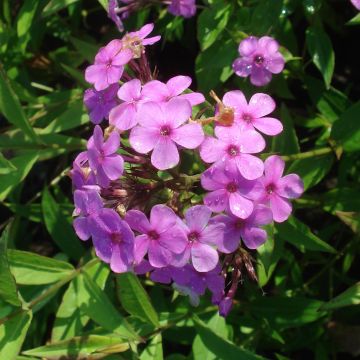 Phlox paniculata Hesperis - Vlambloem