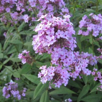Phlox paniculata Jeana - Vlambloem