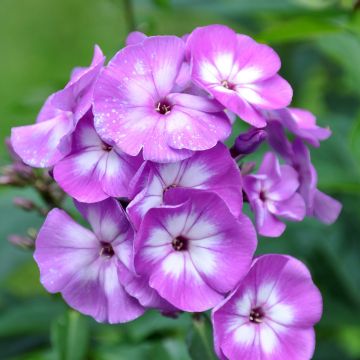 Phlox paniculata Little Laura - Vlambloem