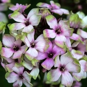 Phlox paniculata Mystic Green - Vlambloem