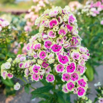 Phlox paniculata Orchid Yellow - Vlambloem