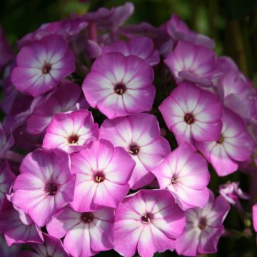 Phlox paniculata Purple Eye Flame - Vlambloem
