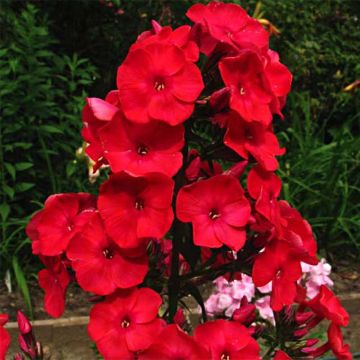 Phlox paniculata Rood Flame - Vlambloem