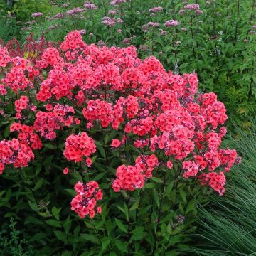 Phlox paniculata Starfire - Vlambloem