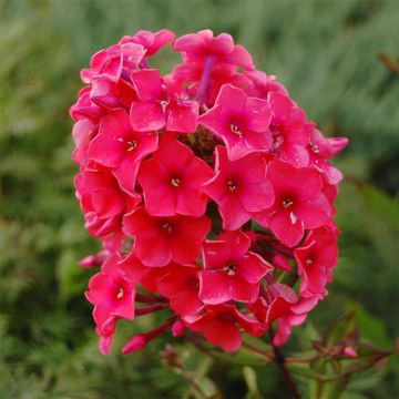 Phlox paniculata Tequila Sunrise - Vlambloem
