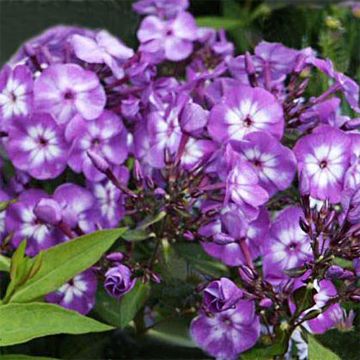 Phlox Uspech - Vlambloem
