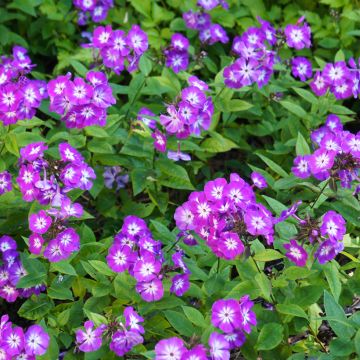 Phlox Uspech - Vlambloem