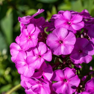 Phlox paniculata Younique Old Purple - Vlambloem
