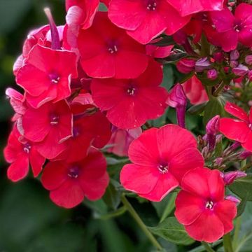 Phlox paniculata Younique Orange - Vlambloem