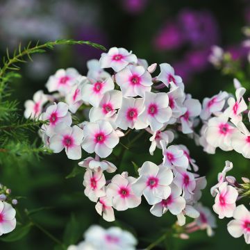 Phlox paniculata Younique Trendy - Vlambloem