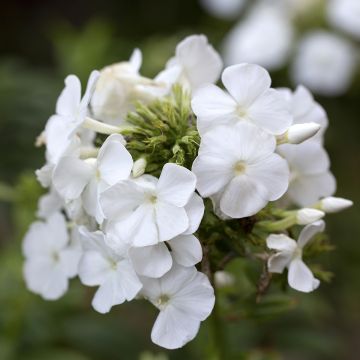 Phlox paniculata Younique Wit - Vlambloem