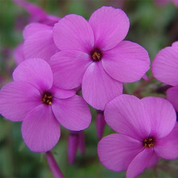 Phlox stolonifera Home Fires - Kruipvlambloem