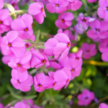 Phlox stolonifera Home Fires - Kruipvlambloem