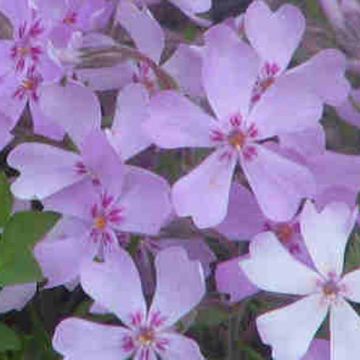 Phlox stolonifera Sherwood Purple - Kruipvlambloem