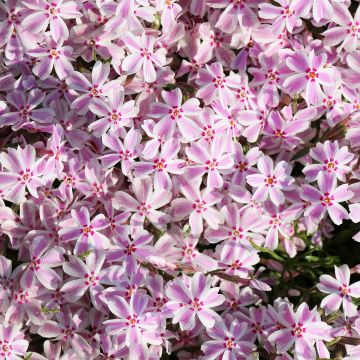 Phlox subulata Drumm - Kruipende vlambloem