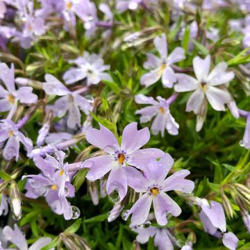 Phlox subulata Emerald Cushion Blue - Kruipende vlambloem