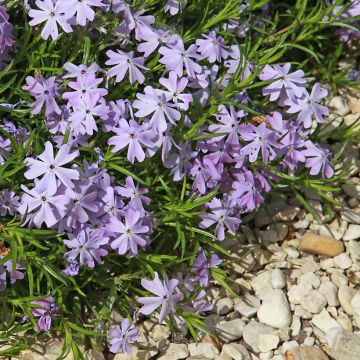 Phlox subulata Emerald Cushion Blue - Kruipende vlambloem