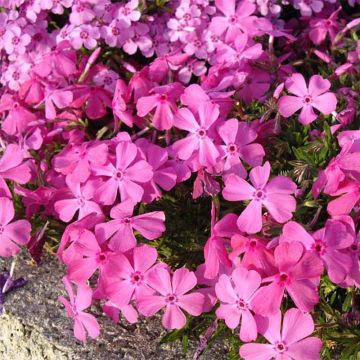 Phlox subulata McDaniel's Cushion - Kruipende vlambloem