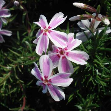 Phlox subulata Candy Stripes - Kruipende vlambloem