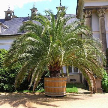 Phoenix canariensis - Canarische dadelpalm