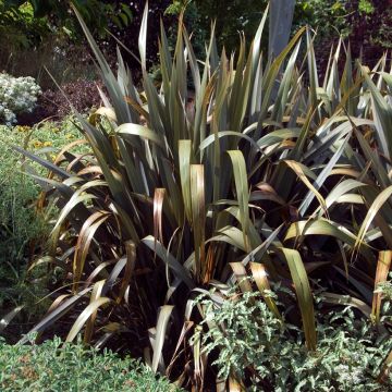 Phormium Bronze Baby - Nieuw-Zeelands vlas