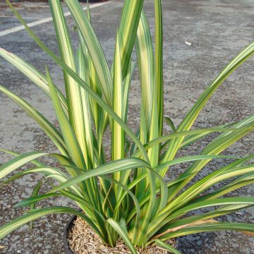 Phormium Golden Ray - Nieuw-Zeelands vlas