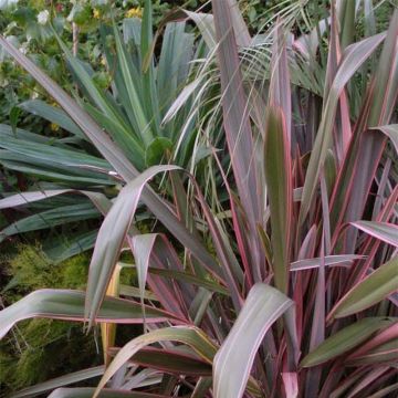 Phormium Pink Stripe - Nieuw-Zeelands vlas