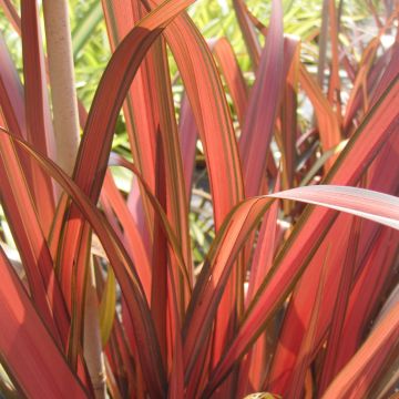 Phormium Rainbow Maiden - Nieuw-Zeelands vlas