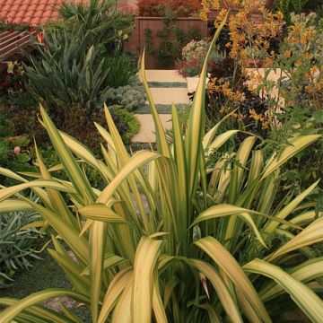 Phormium Yellow Wave - Nieuw-Zeelands vlas