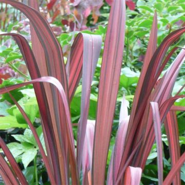 Phormium tenax Evening Glow - Nieuw-Zeelands vlas
