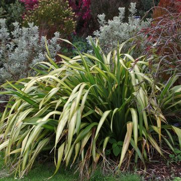 Phormium Yellow Wave - Nieuw-Zeelands vlas