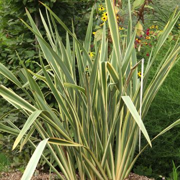Phormium Duet - Nieuw-Zeelands vlas