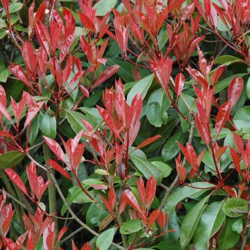 Photinia Little Red Robin - Glansmispel