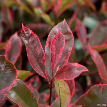 Photinia Louise - Glansmispel