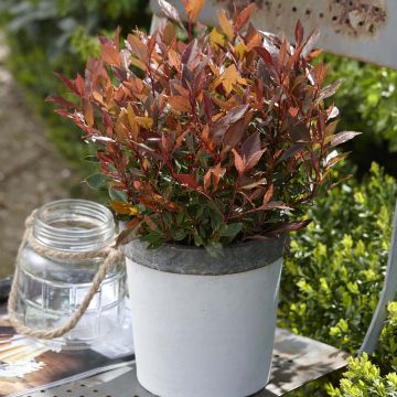 Photinia fraseri Chico - Glansmispel