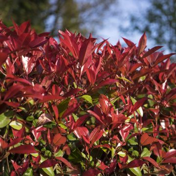 Photinia fraseri Devils Dream - Glansmispel