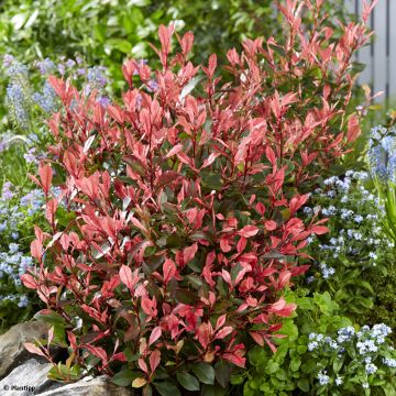 Photinia fraseri Little Fenna - Glansmispel