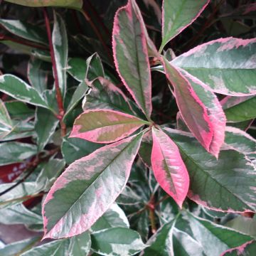 Photinia fraseri Pink Marble - Glansmispel