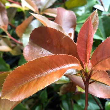 Photinia Red Robin Blood - Glansmispel