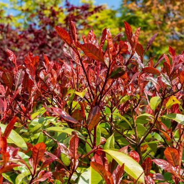 Photinia fraseri Red Select - Glansmispel
