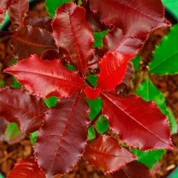 Photinia fraseri Magical Volcano - Glansmispel