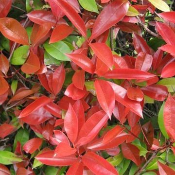 Photinia fraseri Dicker Toni - Glansmispel